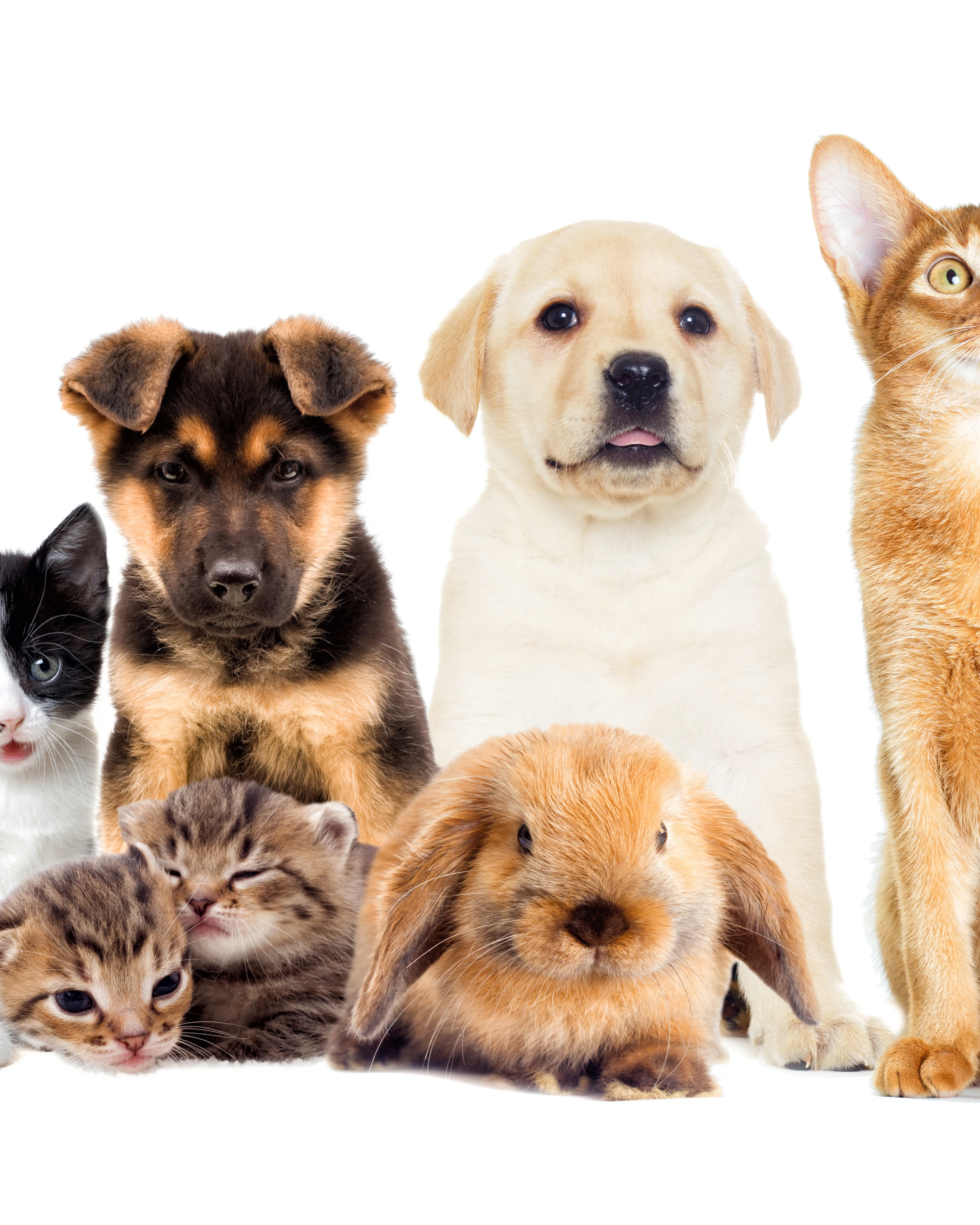 Pet Care